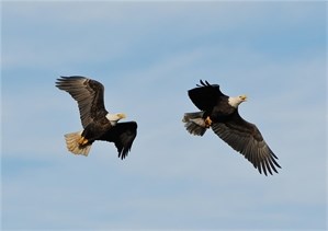 Eagle Migration