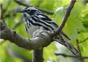 Warbler Migration
