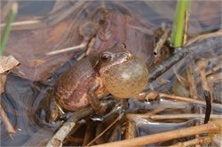 spring peeper