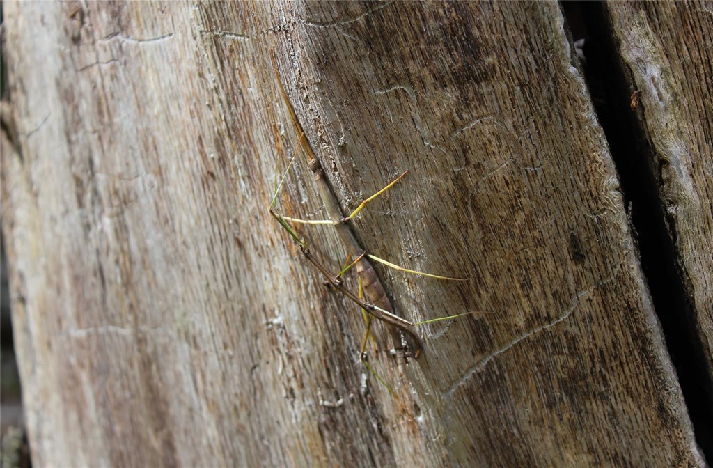 Mating Pair of Northern Walkingsticks on Tree Stump