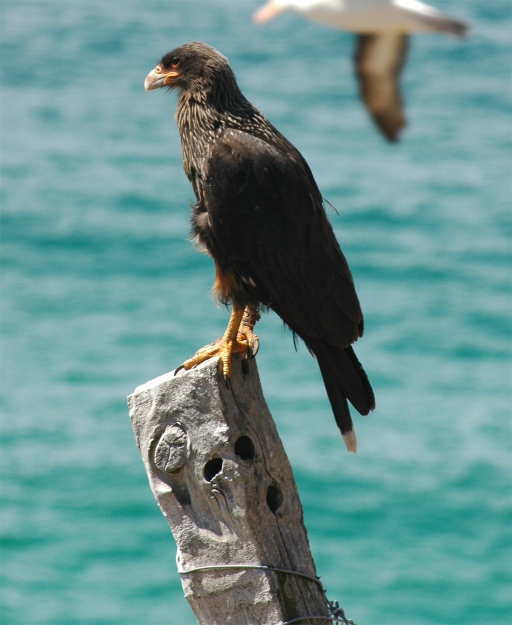 Striated Caracara