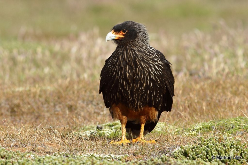 Striated Caracara Striated Caracara