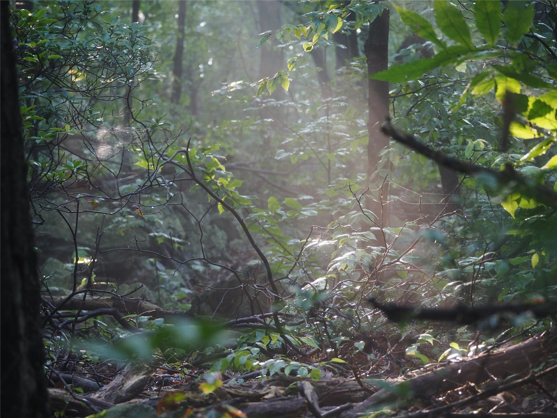 Fascinating Forestry | Homeschool Happenings
