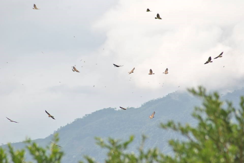 Flock of Swainson's Hawks in Flight