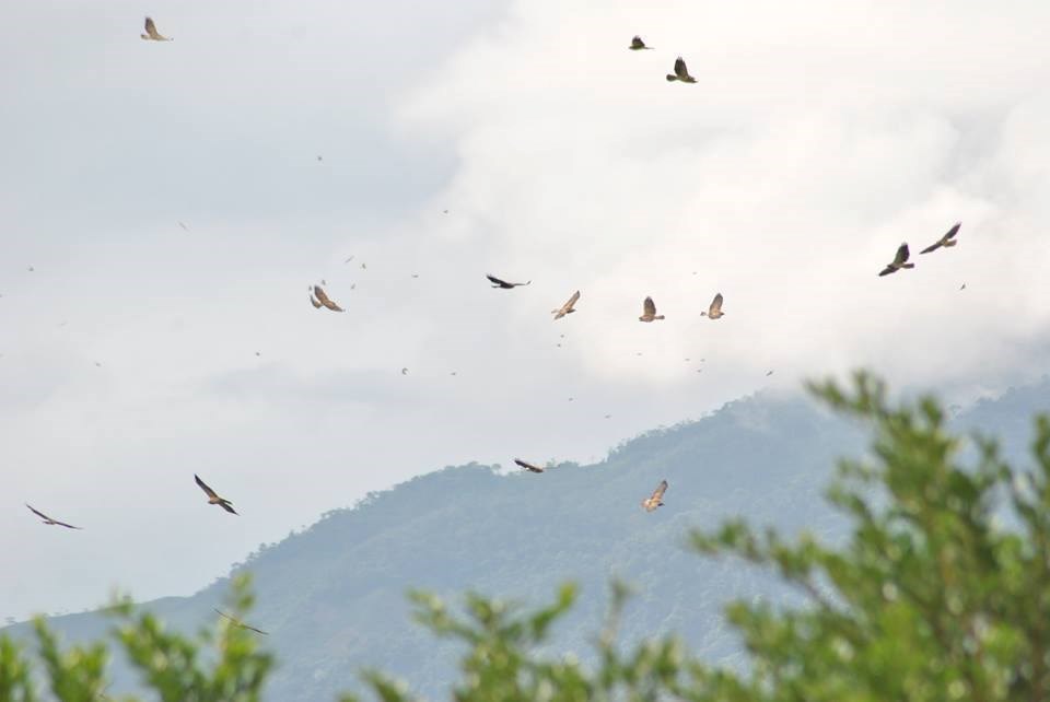 Flock of Swainson's Hawks in Flight Flock of Swainson's Hawks in Flight