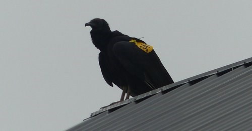 Tagged black vulture