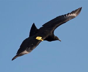 tagged black vulture flying