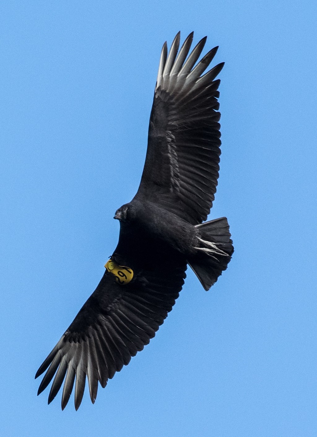 Black Vulture with yellow tag