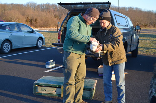 Tagging black-backed gull