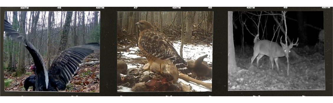 Hawk Mountain Wildlife Discovery