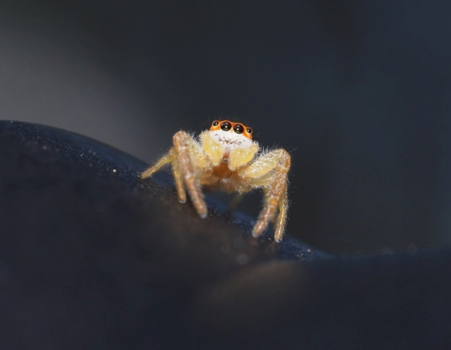 Itty Bitty Nature Buddies: Super Spiders