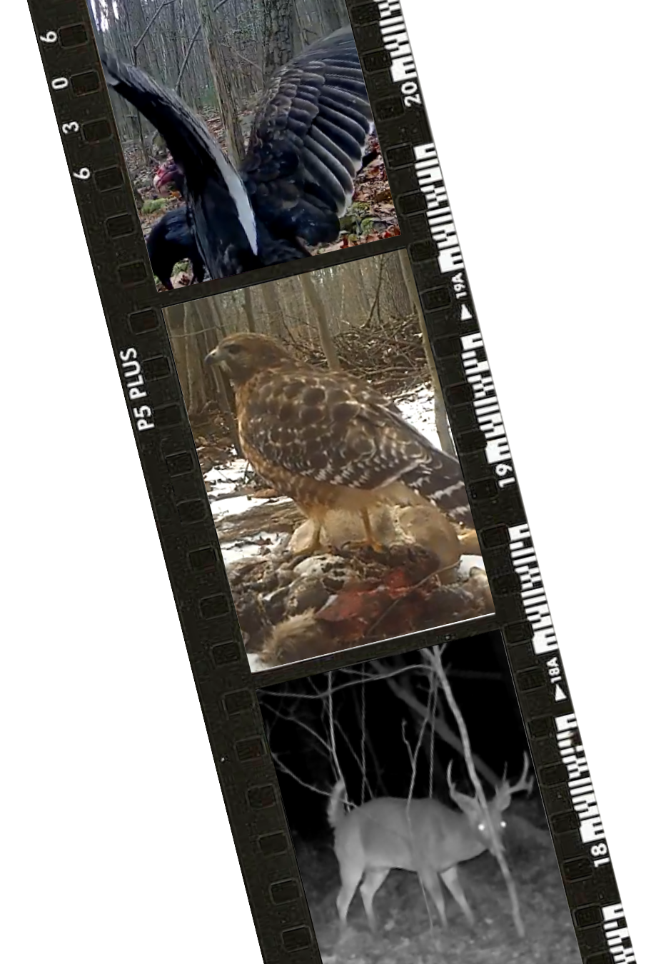 trail cam screenshots of a turkey vulture, red-tailed hawk, deer