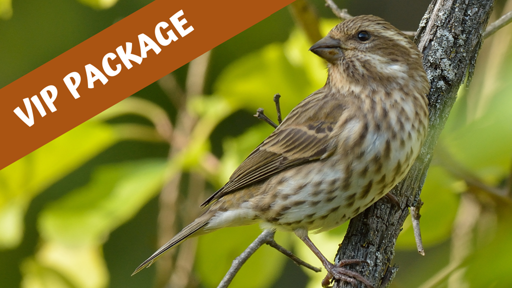 female purple finch female purple finch
