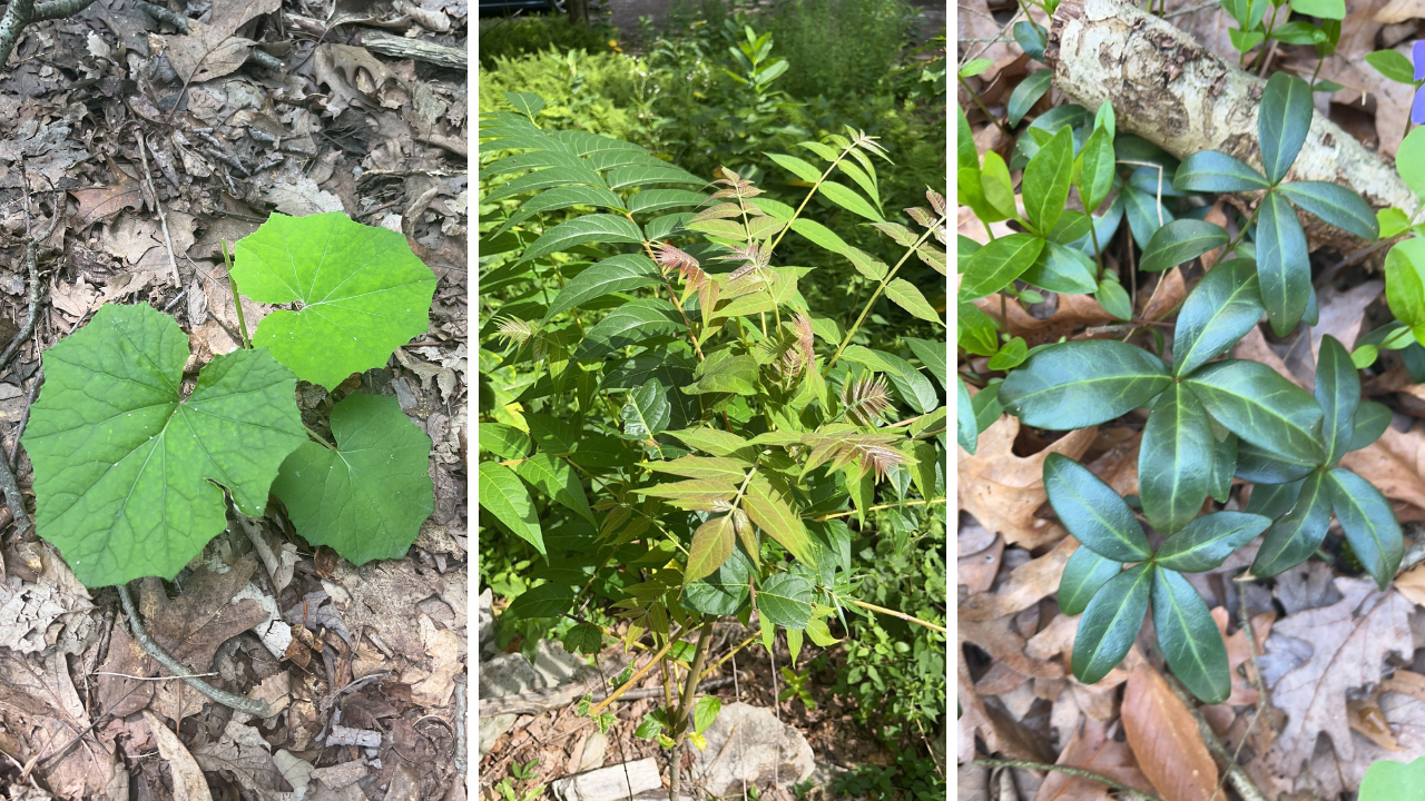 Invasive Species of Hawk Mountain Invasive Species of Hawk Mountain