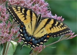 tiger swallowtail tiger swallowtail