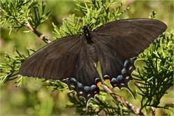 dark morph tiger swallowtail