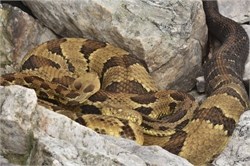 timber rattlesnake