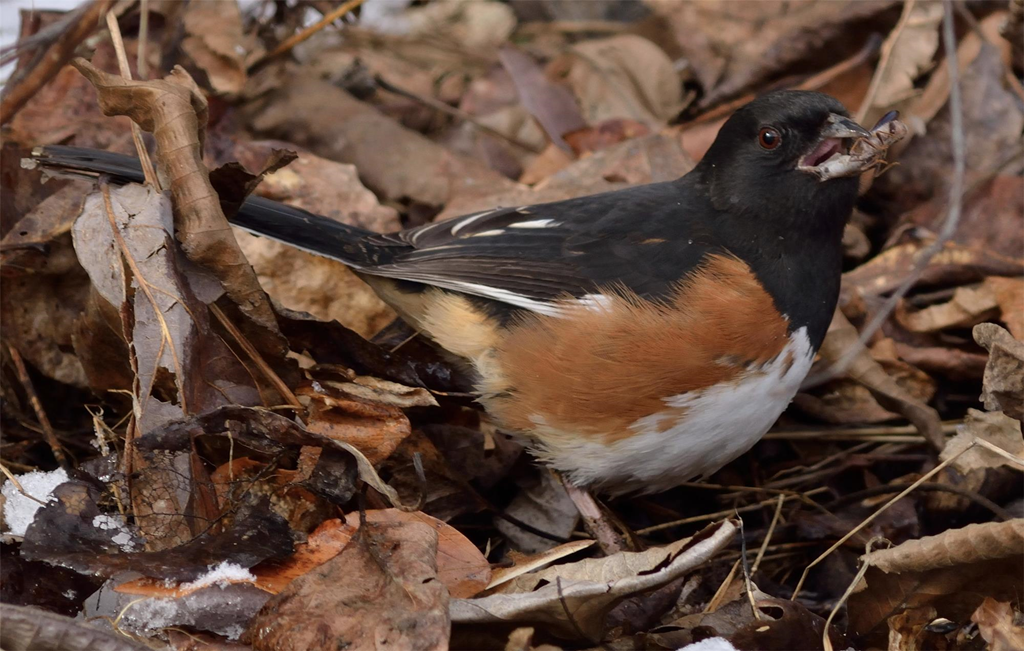 An Eastern Towhee Hunting Insects in the Leaf Litter