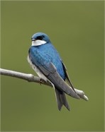 tree swallow