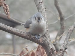 tufted titmouse tufted titmouse