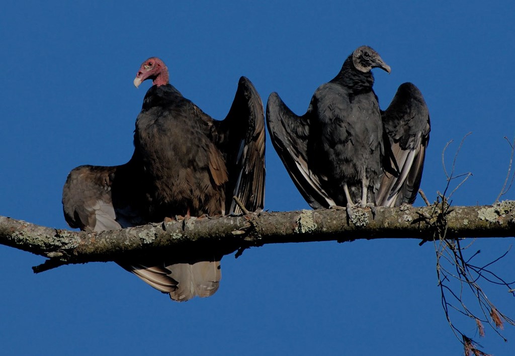 A turkey vulture and black vulture perched next to each other on a tree branch