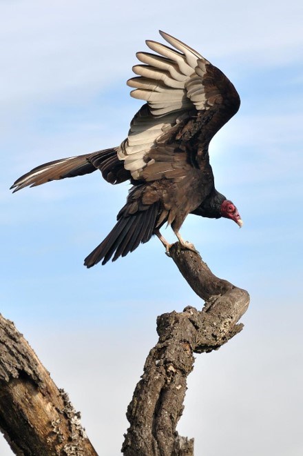 Turkey Vulture Turkey Vulture