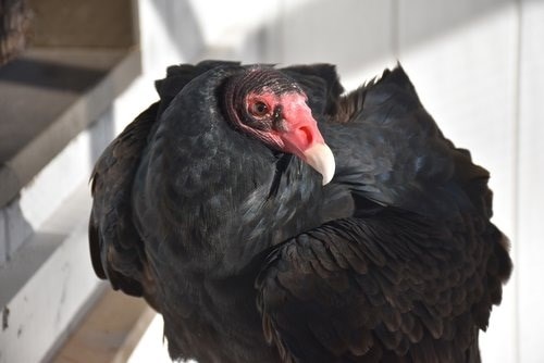 turkey vulture