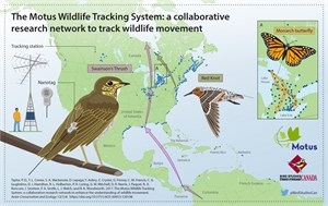 Motus Wildlife Tracking