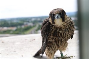 Urbanite Peregrines