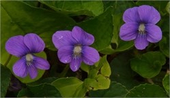 violets