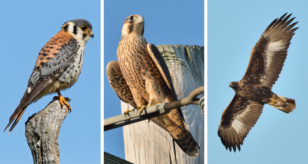 American kestrel, peregrine falcon, and golden eagle