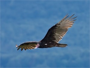 vulture marathon