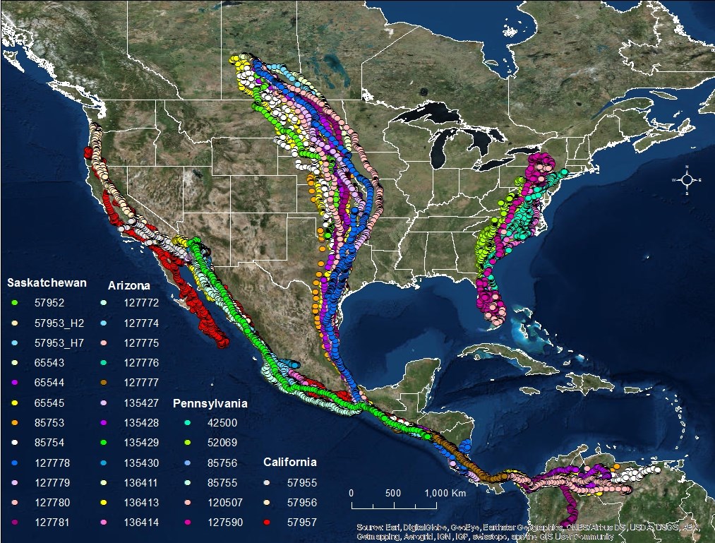 A GIS map showing turkey vulture migration in North and Central America