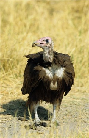 Hooded vulture by Andrew Parkinson