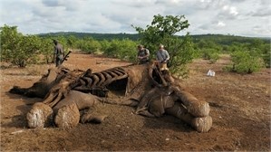 Poachers lace the carcasses of elephants to kill vultures