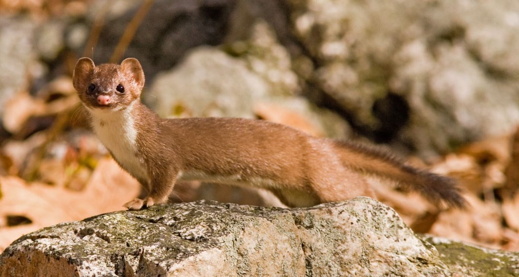 Long-tailed Weasel by John Iwasz 