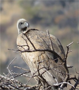 white-backed vulture