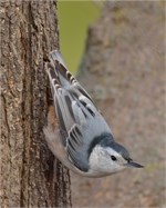 white-breasted nuthatch