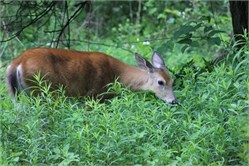white-tailed deer white-tailed deer