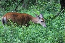 white-tailed deer