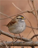 white-throated sparrow white-throated sparrow