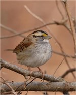 white-throated sparrow