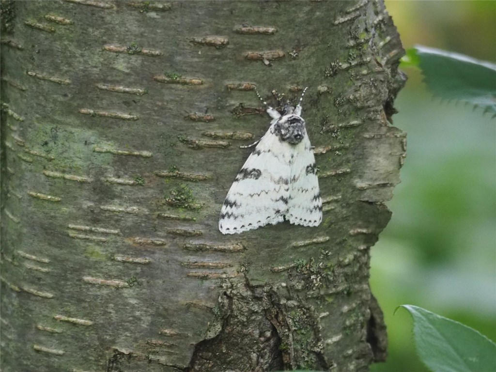 White Underwing Moth