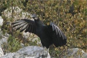 Black Vulture