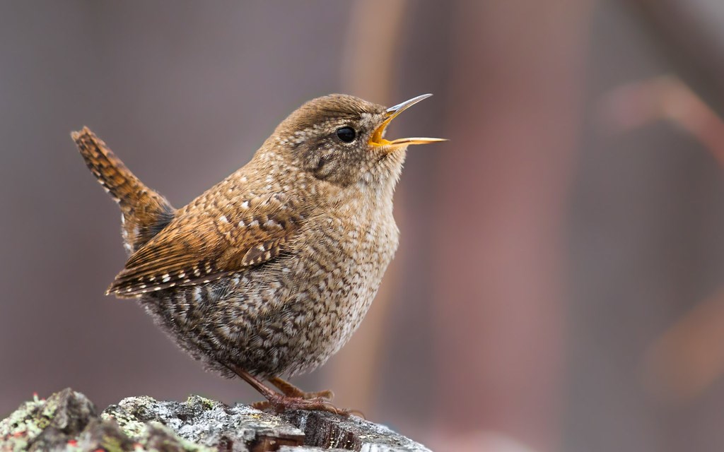 Winter Wren calling Winter Wren calling