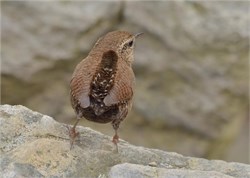 winter wren winter wren