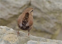 winter wren