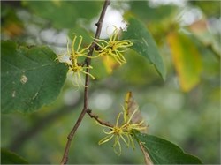 witch hazel witch hazel