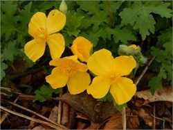 wood poppies