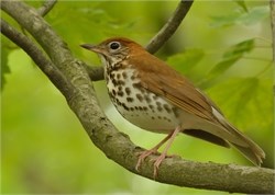 wood thrush wood thrush